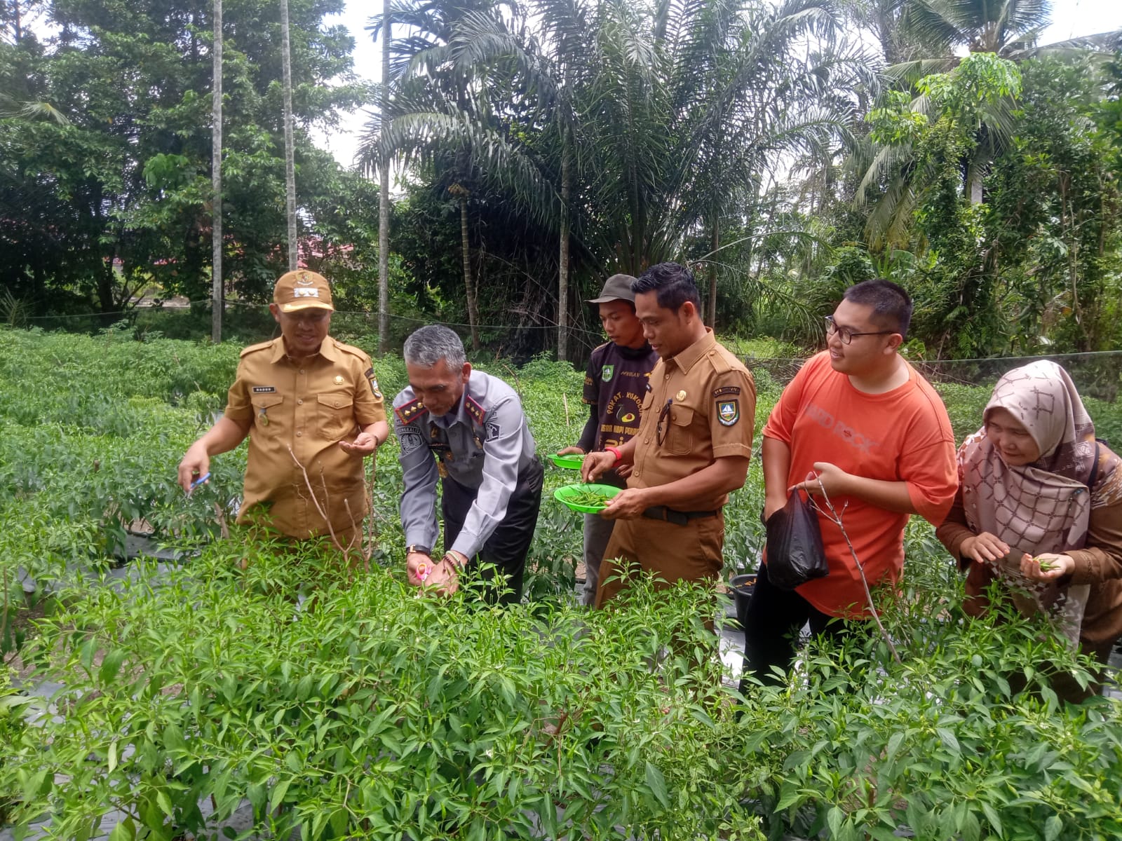 Manfaatkan Lahan Kosong, Pemuda Milenial Bengkalis Panen Cabe Rawit Dijantung Kota Bengkalis