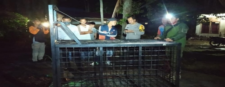 BKSDA Siak Evakuasi Beruang yang Resahkan Warga 