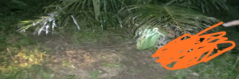 IRT di Peranap Tewas Mengenaskan Terlilit Tali Sapi