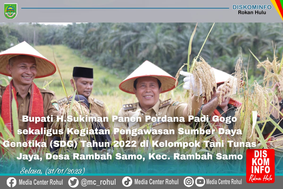 Bupati Sukiman Panen Raya Padi Gogo Jenis Sasungke Varietas Asli Rambah Samo