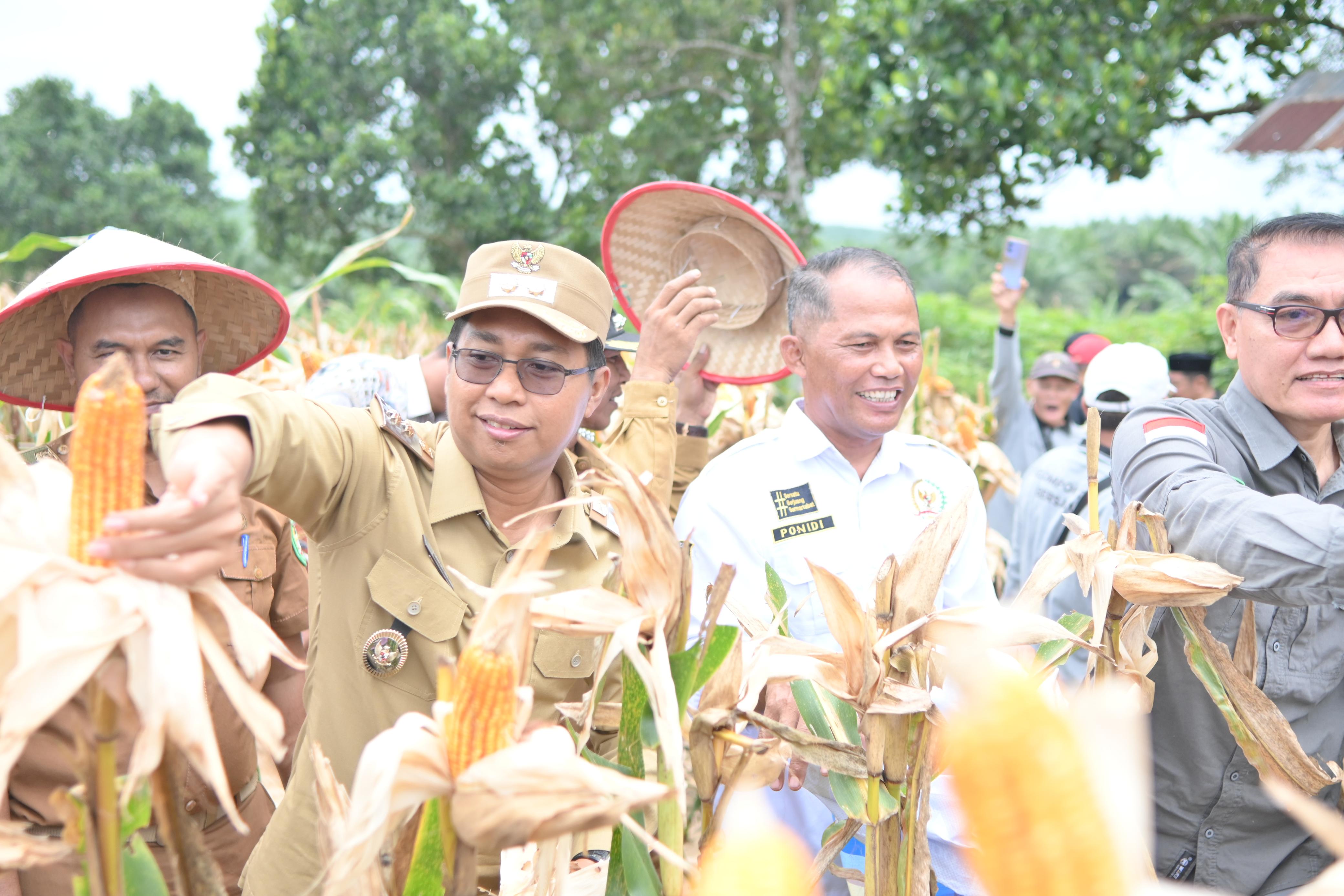 Wakil Bupati Rohil Jhony Charles Hadiri Panen Raya Jagung Kelompok Tani Pasir Putih Bersatu Balai Jaya