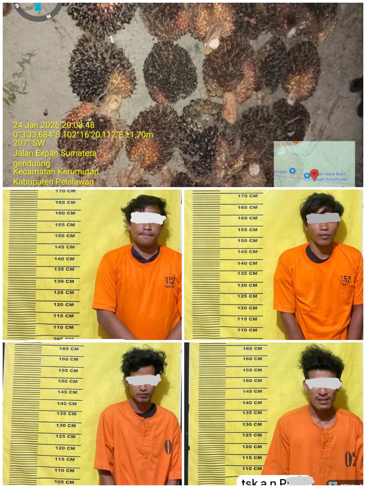 Empat Pelaku Pencurian Sawit Diamankan di Kerumutan