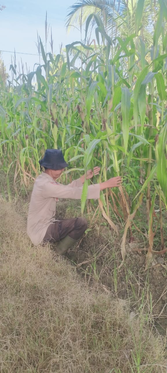 Bhabinkamtibmas Rimba Melintang Lakukan Pengecekan Program Ketahanan Pangan Penanaman Jagung