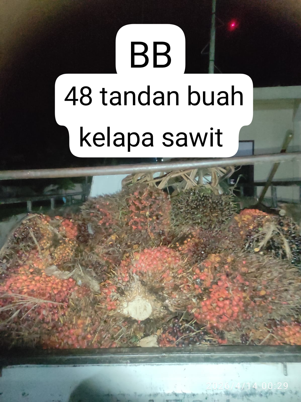 Polsek Langgam Ringkus Dua Pencuri Sawit, Aksi Terbongkar Saat Patroli Malam