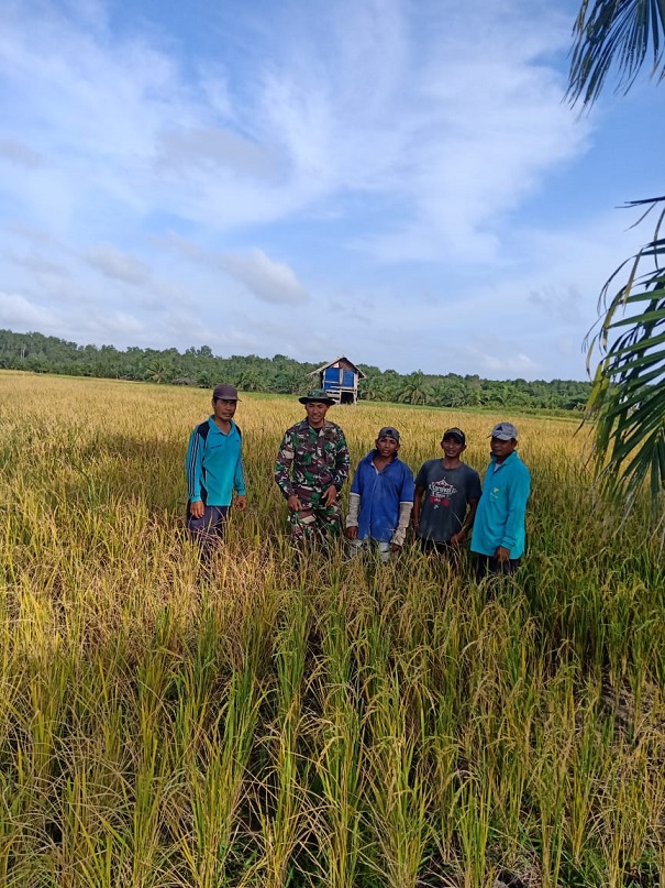 Alih Fungsi Lahan Pertanian  Tidak Di Inginkan Danramil 07/Bukitbatu Demi Produktivitas Padi