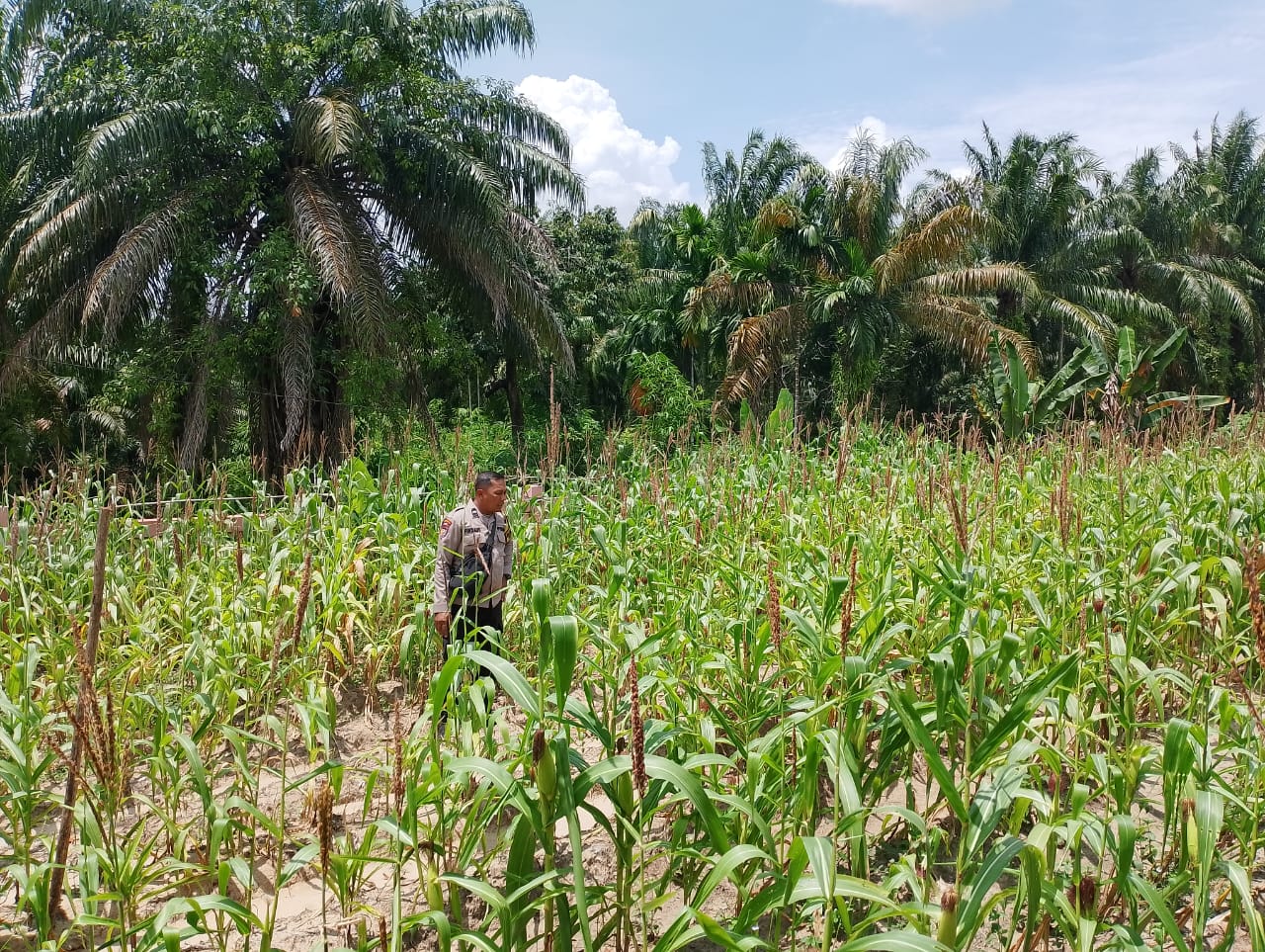 Polsek Rimba Melintang Laksanakan Pengecekan Program Ketahanan Pangan Jagung