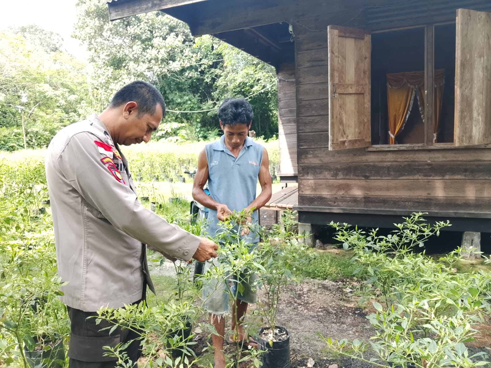 Bhabinkamtibmas Polsek Rangsang Barat Tinjau Tanaman P2B Warga