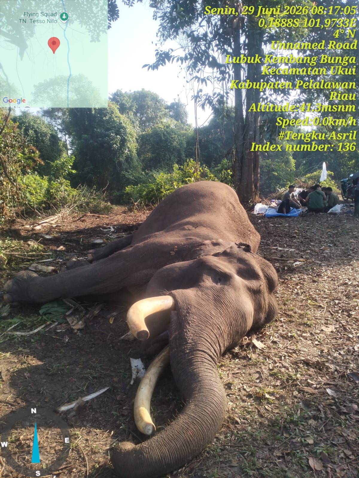 Gajah Sumatera Jinak 
