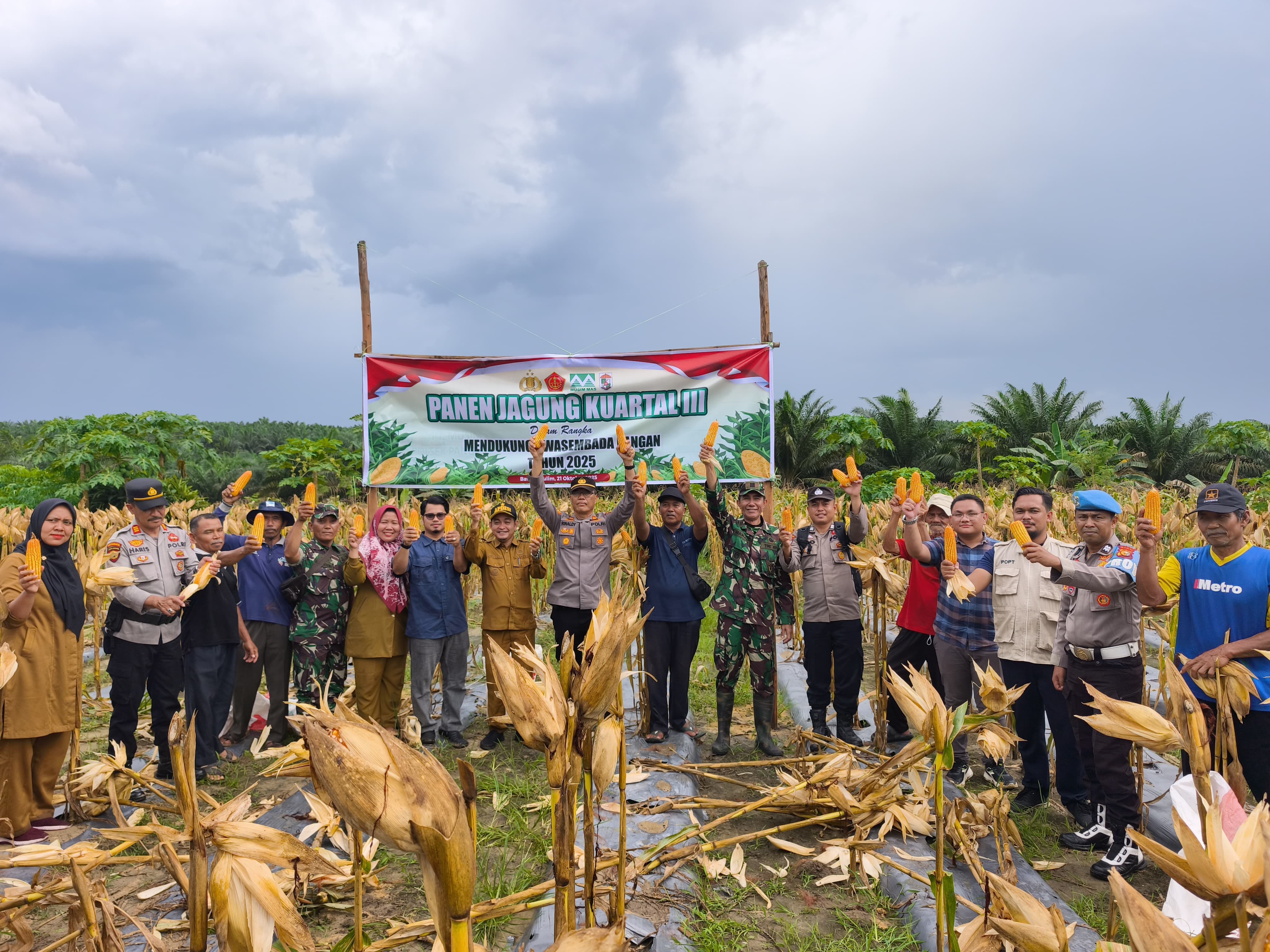 PT Musim Mas Panen 15 Ton Jagung di Batang Kulim, Teguhkan Komitmen Dukung Ketahanan Pangan Nasional