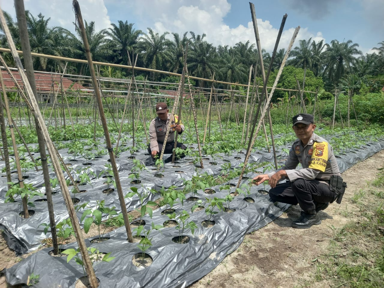 Bhabinkamtibmas Simpang Kanan Dan Kota Parit Cek Program Pekarangan Bergizi Kacang Panjang Milik Petani