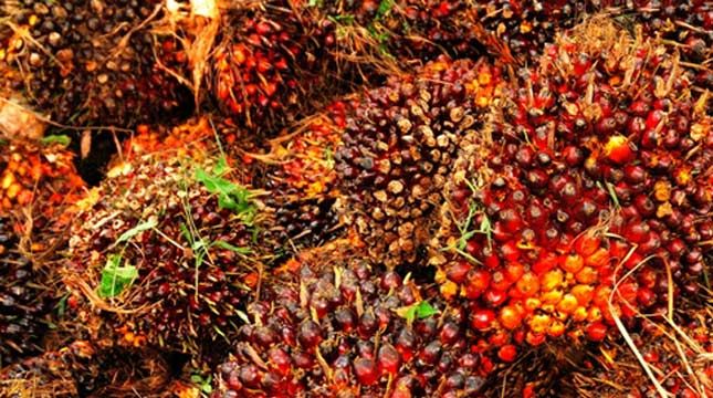 Pekan Ini Harga TBS Kelapa Sawit di Rp2.229,41 Per Kg