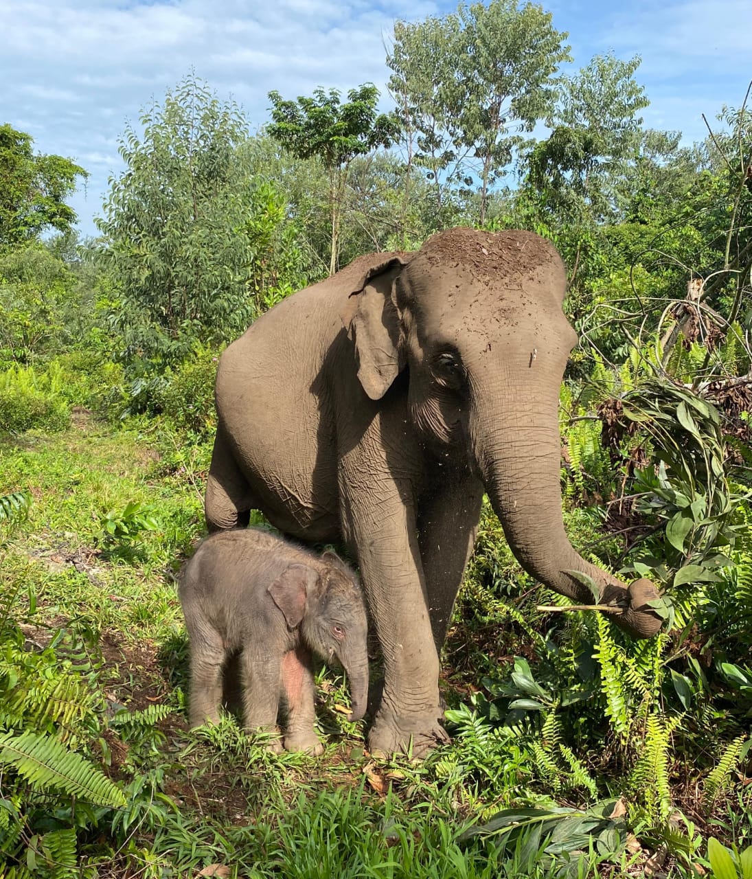 Kabar Bahagia dari Tesso Nilo, Bayi Gajah Sumatera Betina Lahir Sehat di Camp Flying Squad