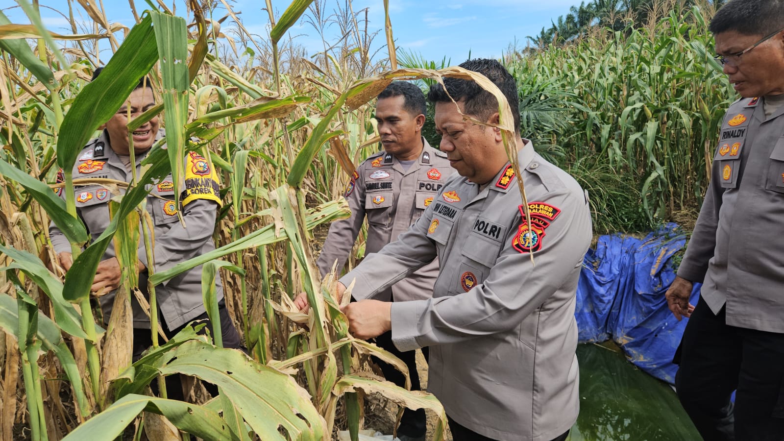Kapolres Pelalawan Tinjau Lahan Jagung KUD Sialang Makmur, Perkuat Ketahanan Pangan dan Asta Cita Nasional
