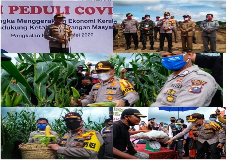 Program Jaga Kampung Ketahanan Pangan,Kapolda Panen Raya Jagung
