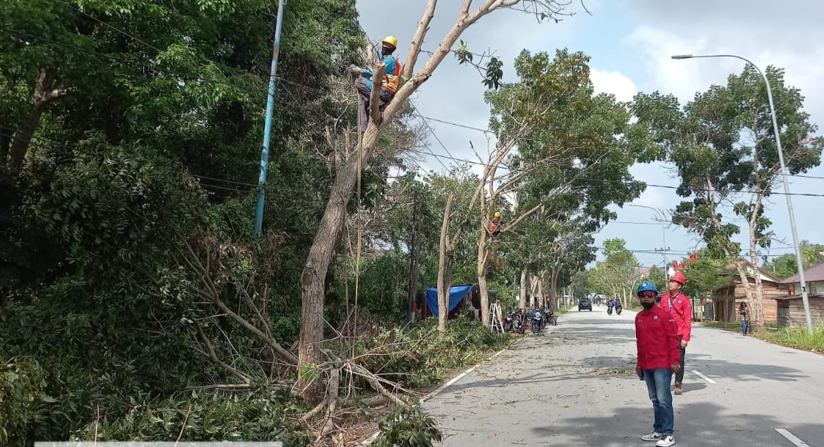 Amankan Kehandalan Listrik Songsong Ramadan, PLN dan DLH Bengkalis Pangkas Pohon Dekat Jaringan Listrik