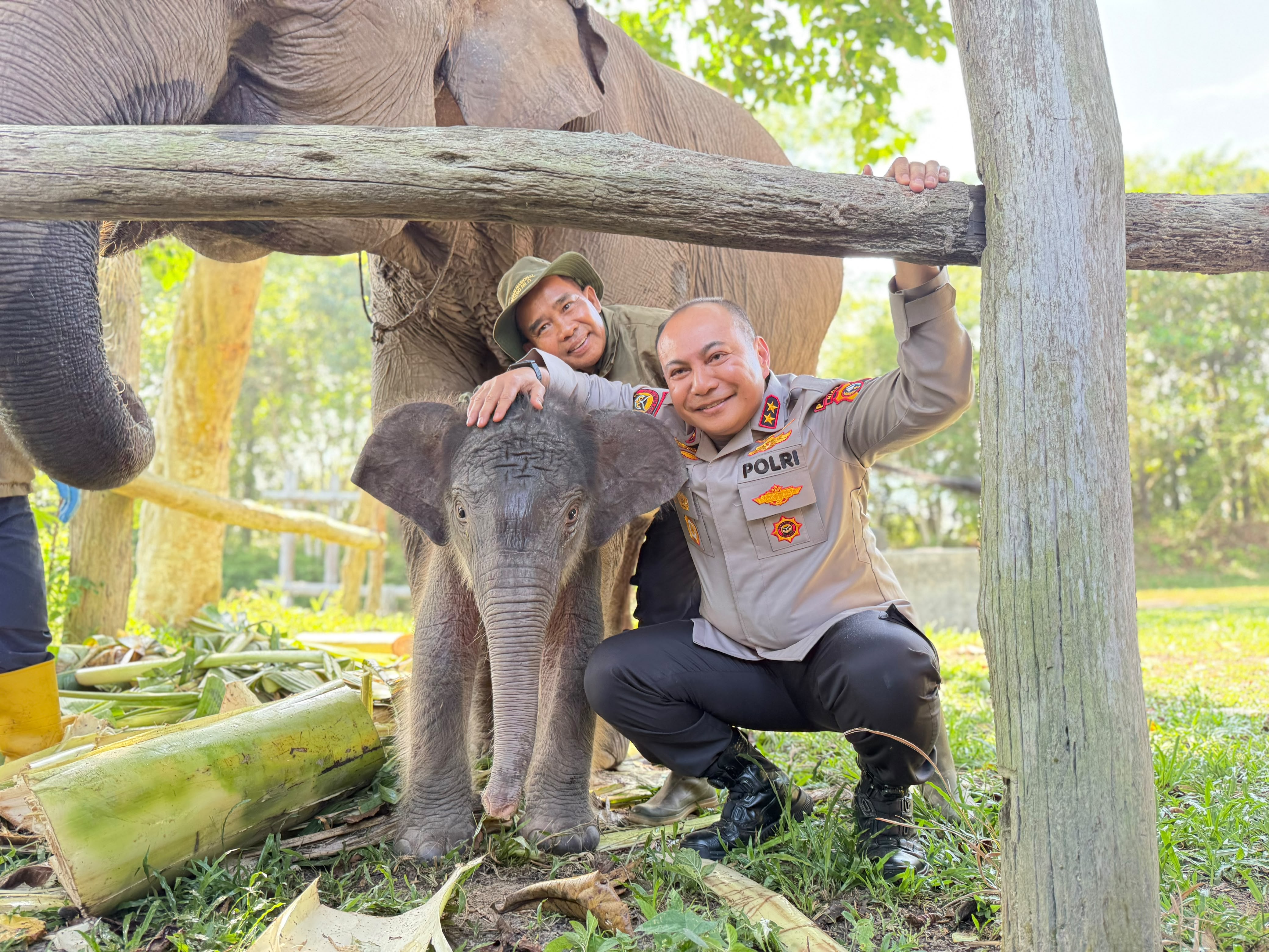 Kapolda Riau Beri Nama “Nona Seroja” untuk Anak Gajah di TNTN yang Lahir Tanpa Terdeteksi