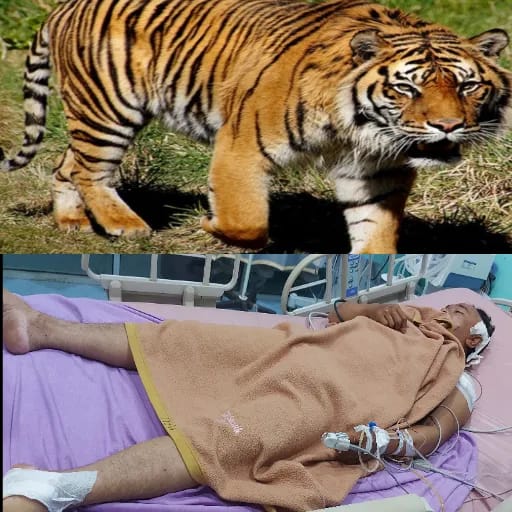 Harimau Terkam Pekerja HTI Saat Hendak Buang Air Kecil