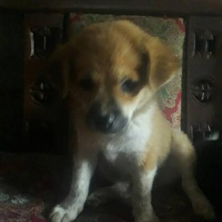 Ratapi Kematian Hewan Peliharaan Ternyata Lebih Menyakitkan