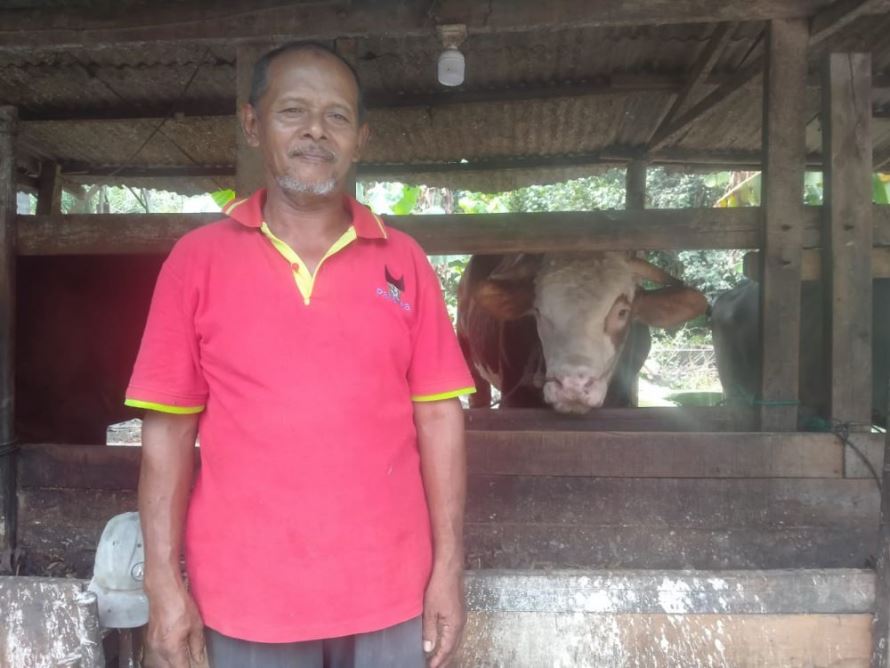 Beginilah Cerita Afrizal yang Merawat Sapi Kurban Jokowi untuk Riau