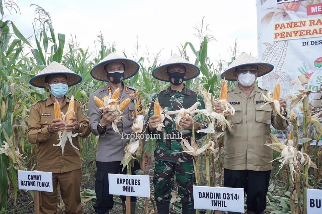 Bupati Inhil HM.Wardan Lakukan Penen Raya 