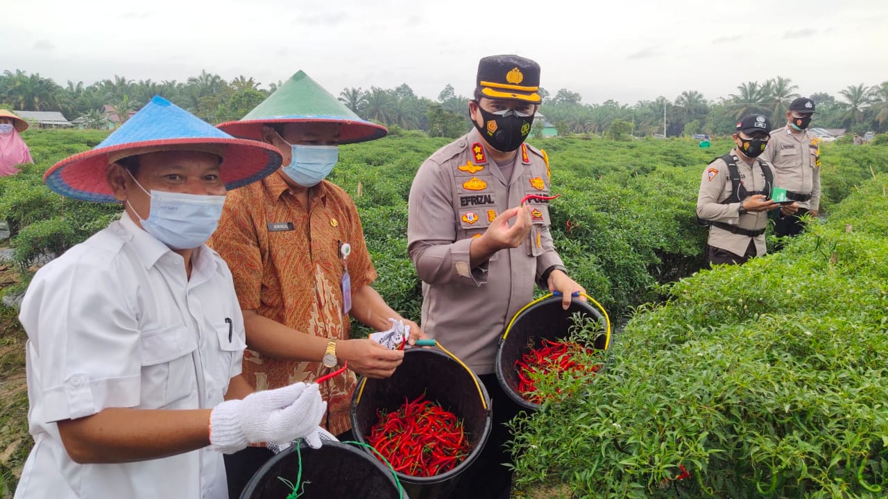 Berhasil Program Kampung Tangguh Talang Jerinjing Ditengah Covid-19