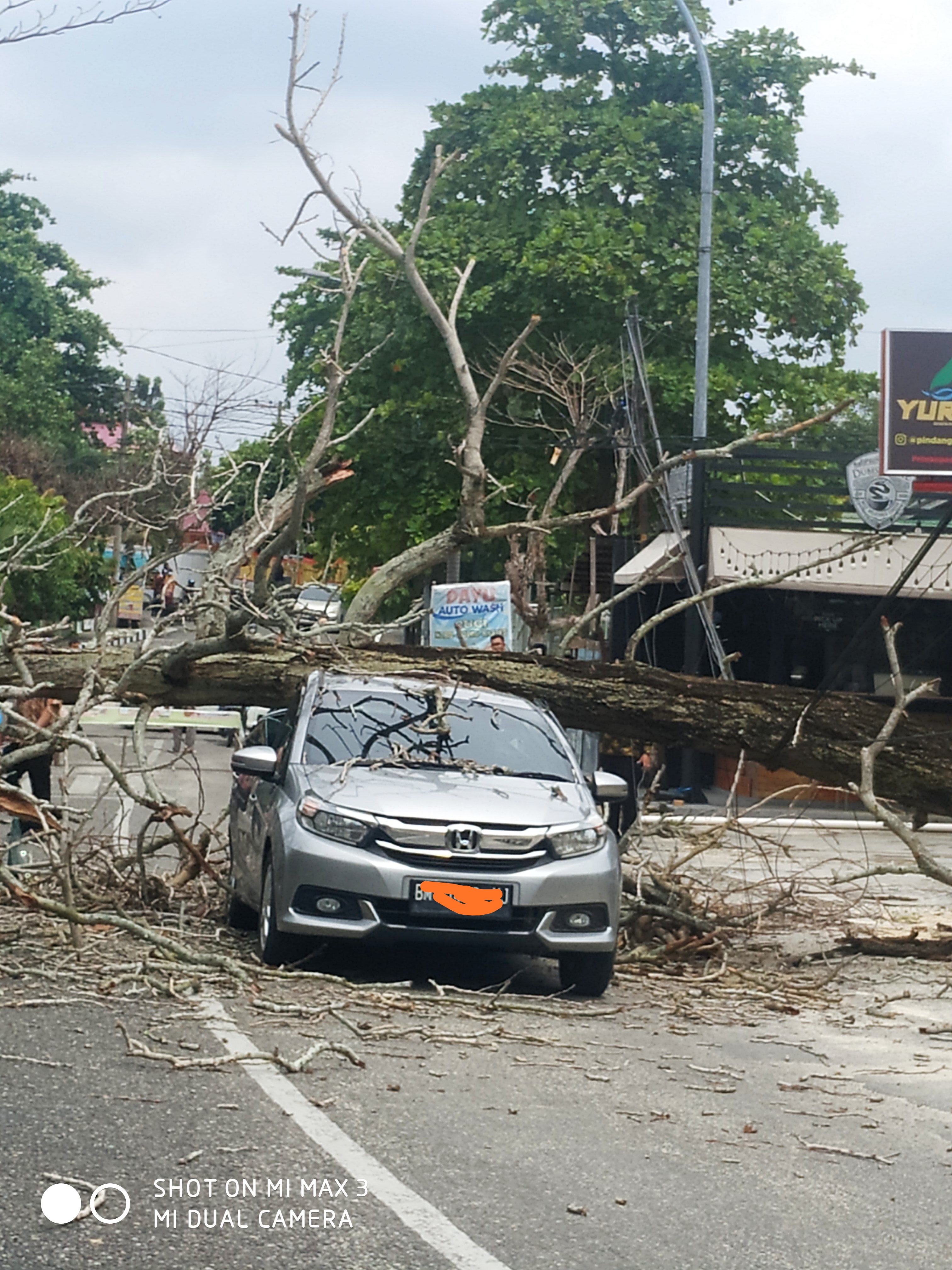 Mobil Ringsek Ketimpa Pohon Tumbang 
