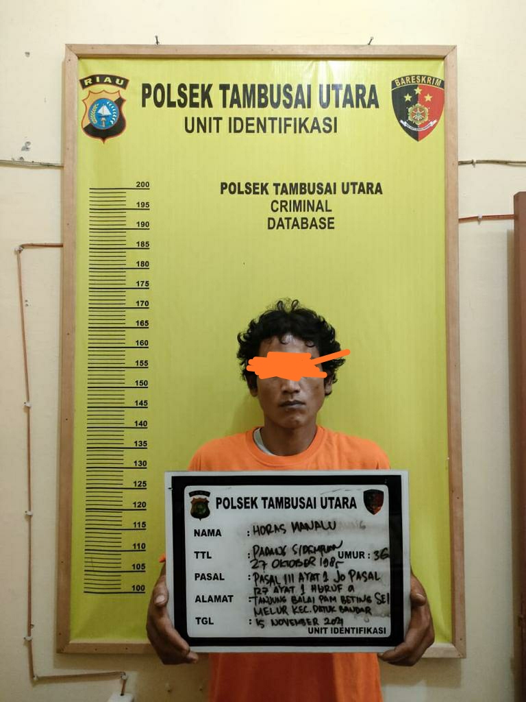 Personil Polsek Tambusai Utara Ringkus Terduga Kepemilikan Daun Ganja
