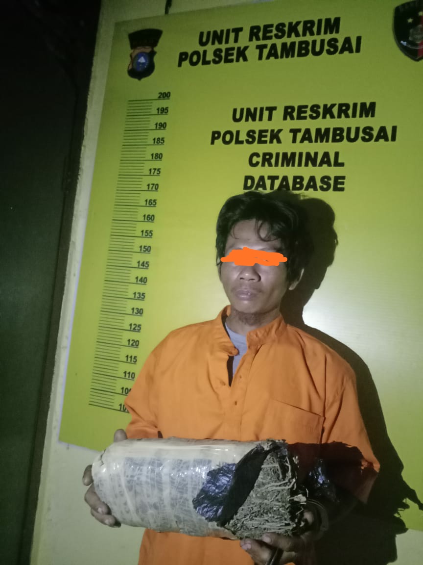 Polsek Tambusai  Ringkus Terduga Pemilik Ganja 
