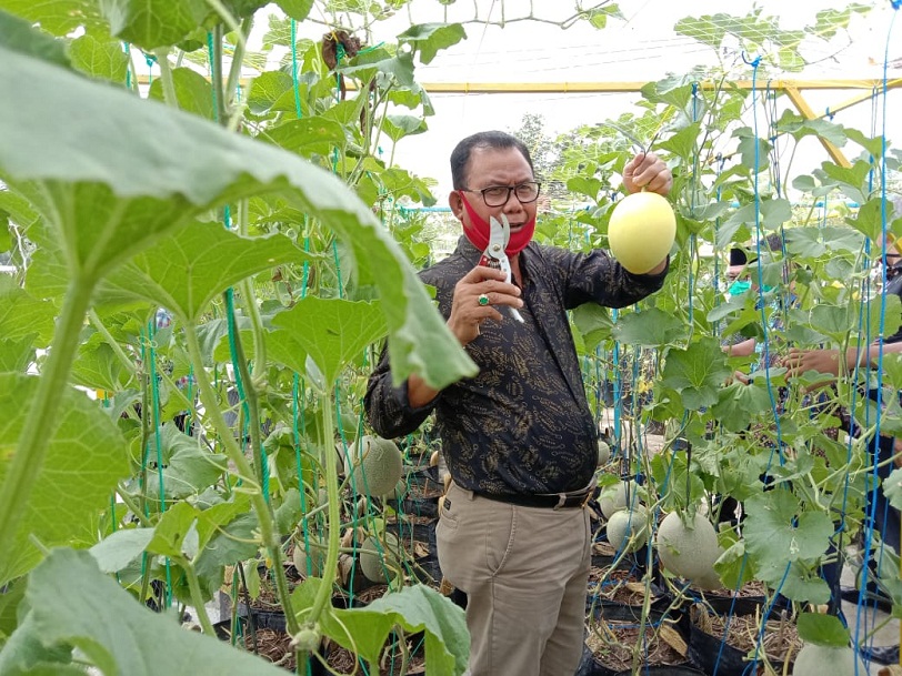 Bupati Panen Melon Dan Semangka Percontohan DKPP Rohil