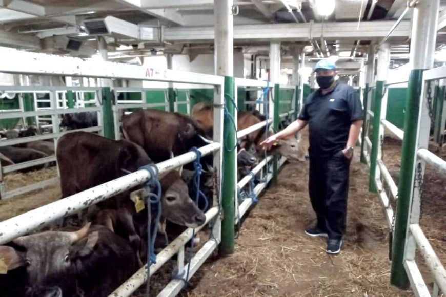 Dinas PKH Riau  Bentuk Tim Pengawasan Hewan Qurban 1442 H 