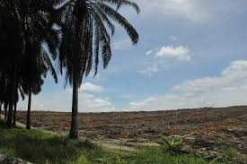 Pemerintah Permudah Syarat Program Replanting Kebun Sawit Rakyat