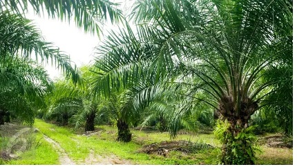 Kontribusi Industri Sawit ke Pajak Bisa Sentuh Rp 20 Triliun per Tahun