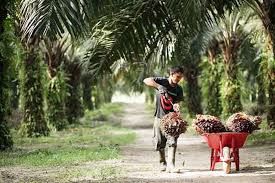 Daftar Harga TBS Sawit di Riau Pekan Ini, Berikut Rinciannya