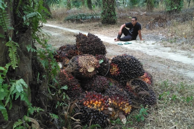 Harga TBS Periode 21-27 Juli 2021 Mengalami Kenaikan 