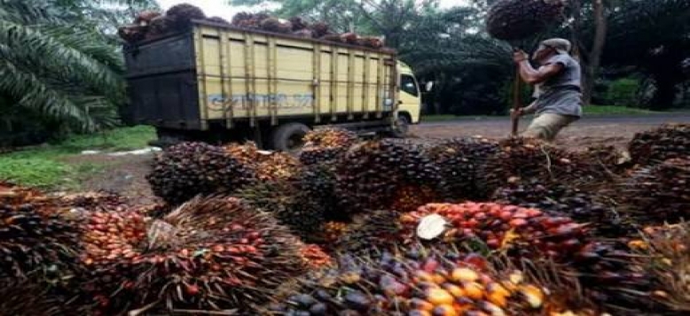 Harga TBS Sawit di Riau Merangkak Naik 