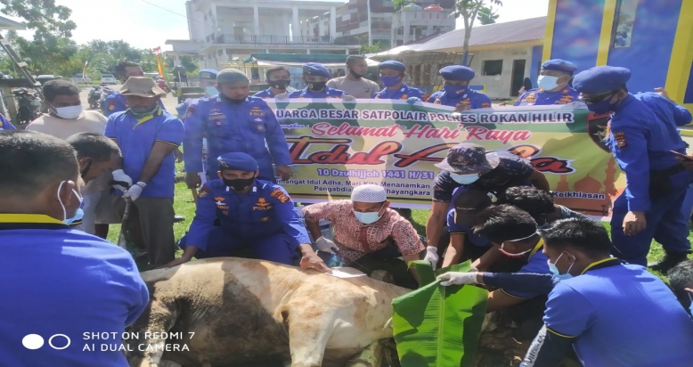 Terapkan protokol kesehatan, Satpol air Polres Rohil Qurban 2 Ekor Sapi