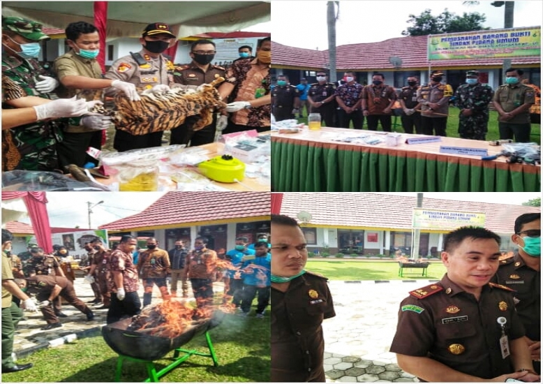 Pemusnahan Barang Bukti Tindak Pidana Kulit Harimau