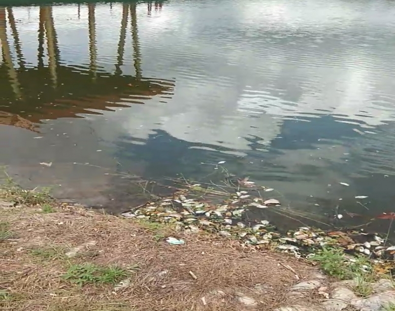 Matinya Ribuan Ikan Danau Raja Terus Diselidiki