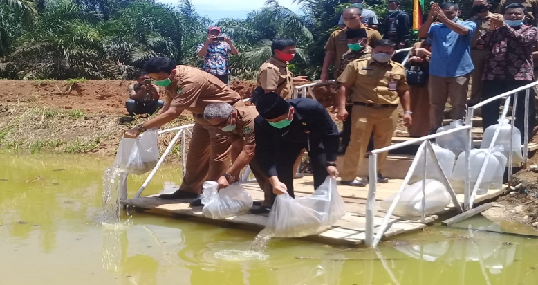 Bupati Rohul tabur 10.000 benih ikan di Cekdam Perikanan RTU