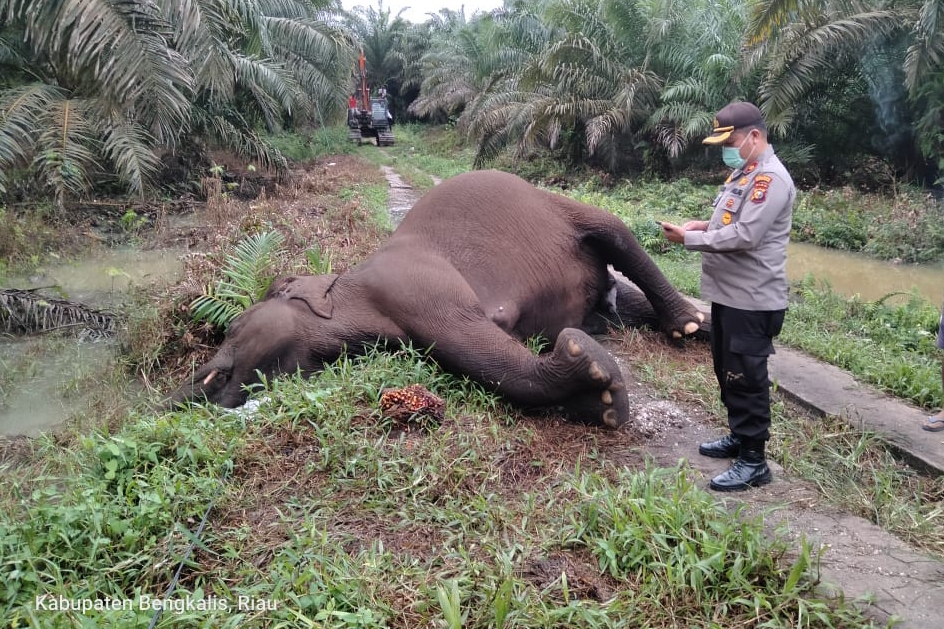Beginilah kronologis Gajah Menyusui Mati di Giam Siak Kecil