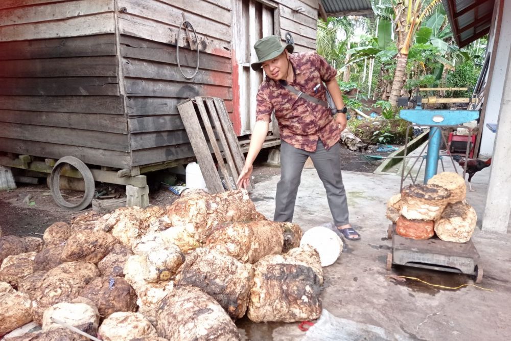 Harga Bahan Olahan Karet di Riau, Berikut Rinciannya
