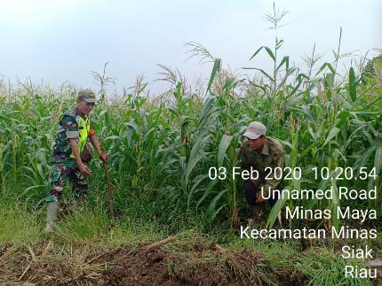 Anggota TNI Turut Bersama Warga Menyiapkan Lahan Untuk Tanam Jagung