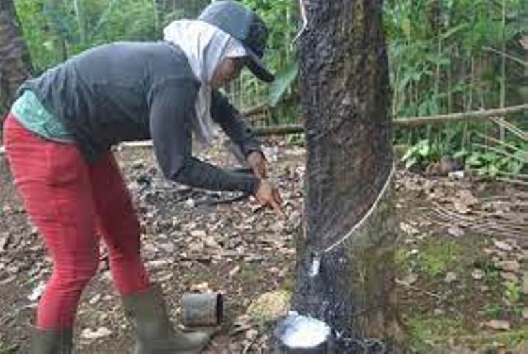 Harga Bokar di Riau Secara Umum Naik Lagi