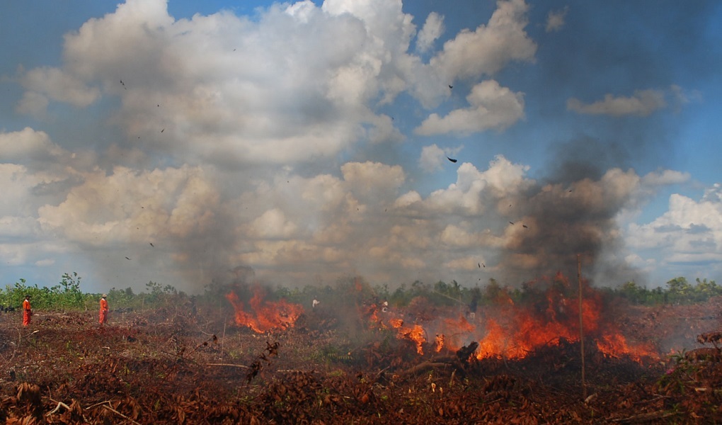 Lahan Gambut Terbakar di Inhu