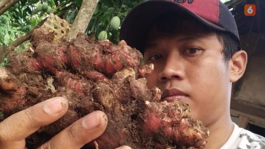 Kisah Advokat yang Berani Berubah Jadi Petani Jahe Saat Pandemi Covid-19