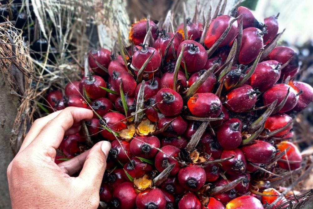 Stop Beli TBS Sawit,Petani Sawit di Kuansing Meradang 