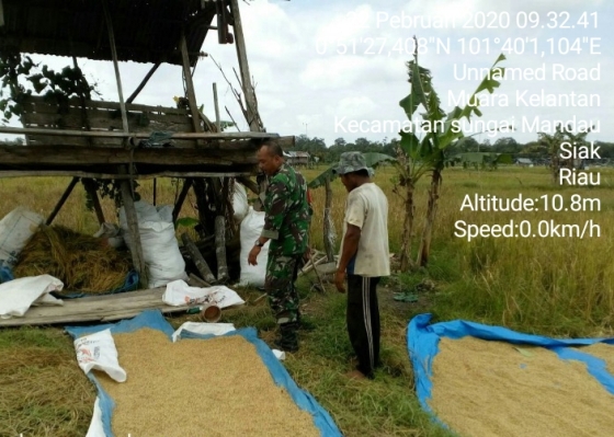   Anggota TNI  Ikut Panen Padi Tasyakuran Bersama di Desa Sendaur