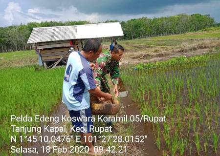 Di Poktan Mekar Sari Tampak Anggota TNI Memupuk Padi Bersama Pak Tani