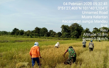 Danramil 04 Mandau Wakili Dandim Bengkalis Panen Raya di Desa Harapan Baru