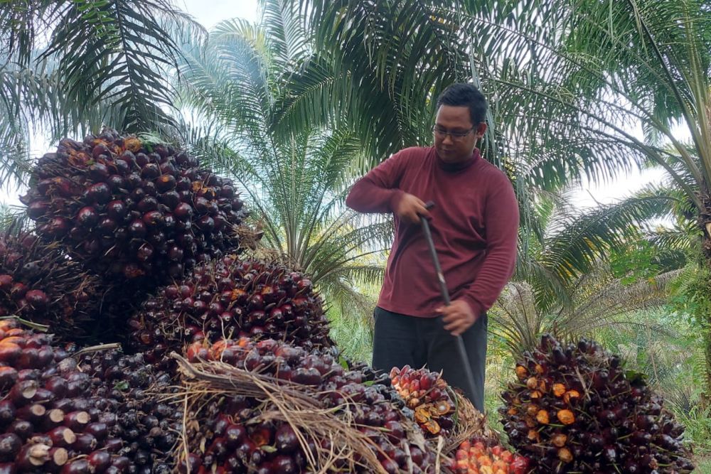 Petani Jangan Kaget Disbun Riau Rilis Harga Kelapa  Sawit 